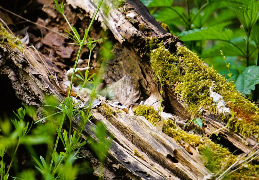 Corvinus University of Budapest