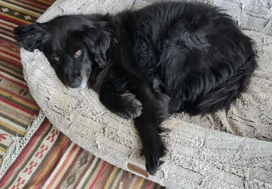 Corvinus University of Budapest