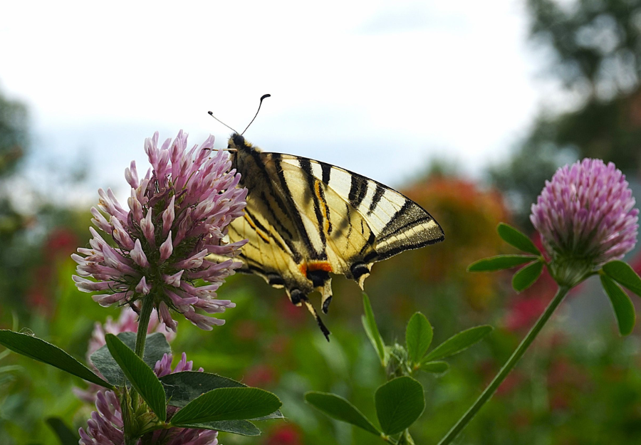 Corvinus University of Budapest