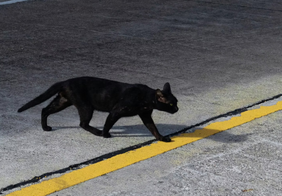 Corvinus University of Budapest