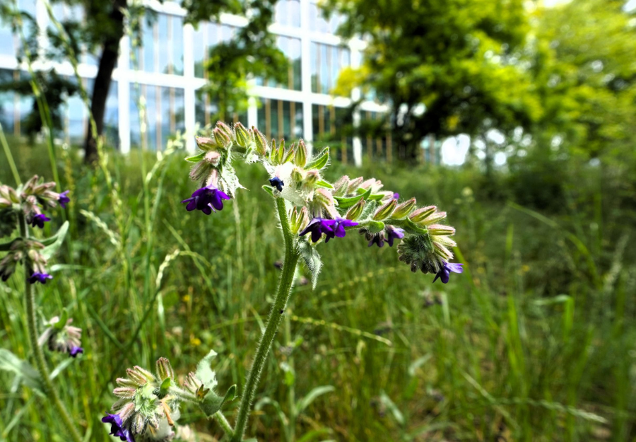 Corvinus University of Budapest